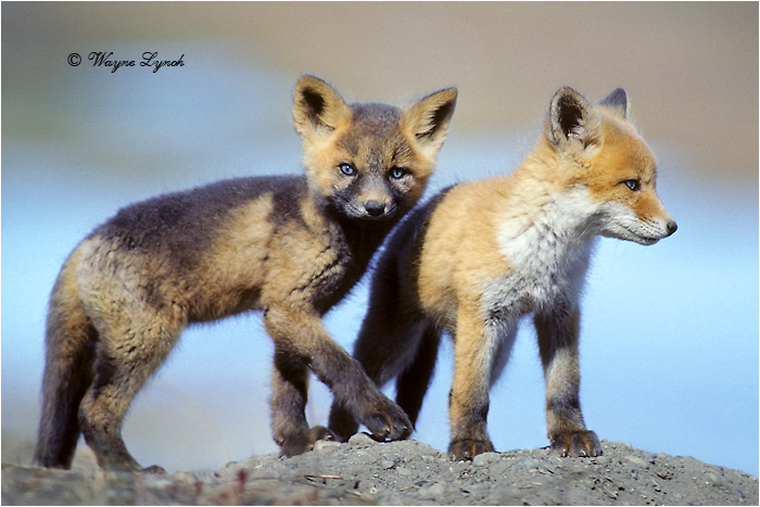 Red Fox Pups 115 by Dr. Wayne Lynch &copy;